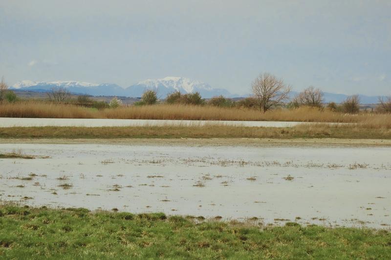 Die Salzlacken in der Region Seewinkel (Österreich) sind besonders wertvolle Lebensräume.