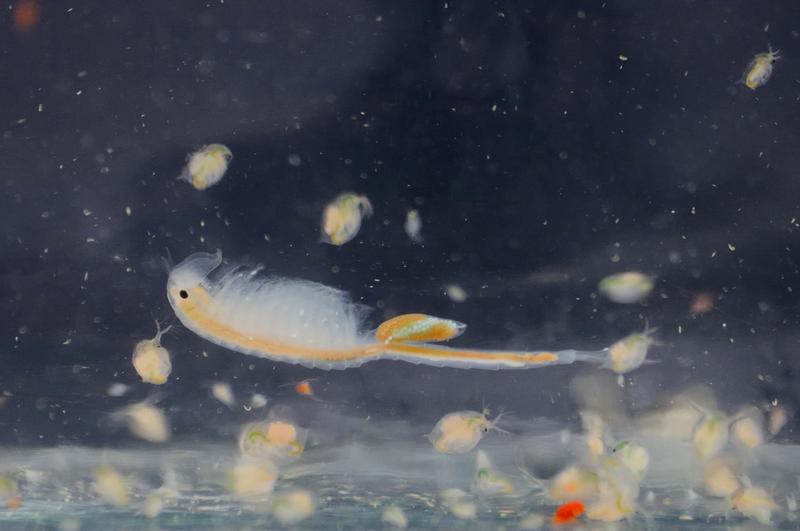 Diese kleinen Krebstierchen gehören zum Zooplankton, das in der Studie untersucht wurde. Auf dem Bild ist ein Feenkrebs (Branchinecta orientalis, 3 - 4 cm groß) zu sehen sowie mehrere Wasserflöhe. 