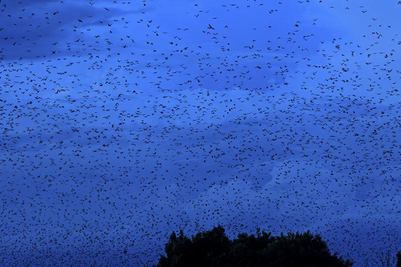 Die Kolonien der Palmenflughunde können aus mehreren hunderttausend Individuen bestehen. Wenn die Tiere am Abend zu ihren Fressplätzen aufbrechen, verdunkeln sie förmlich den Himmel. 