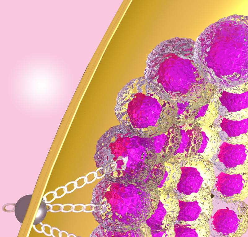 Schematic visualization of the anchoring of the living tissue to the protective shell during early development of the embryo. 