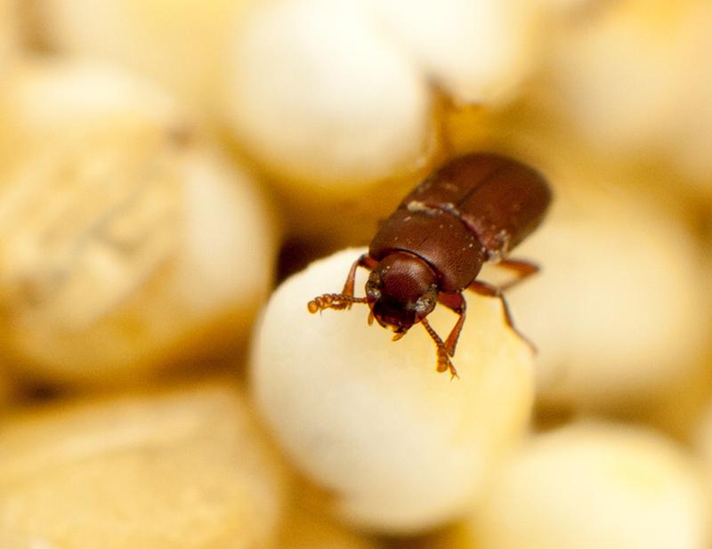 Red flour beetle Tribolium castaneum. 