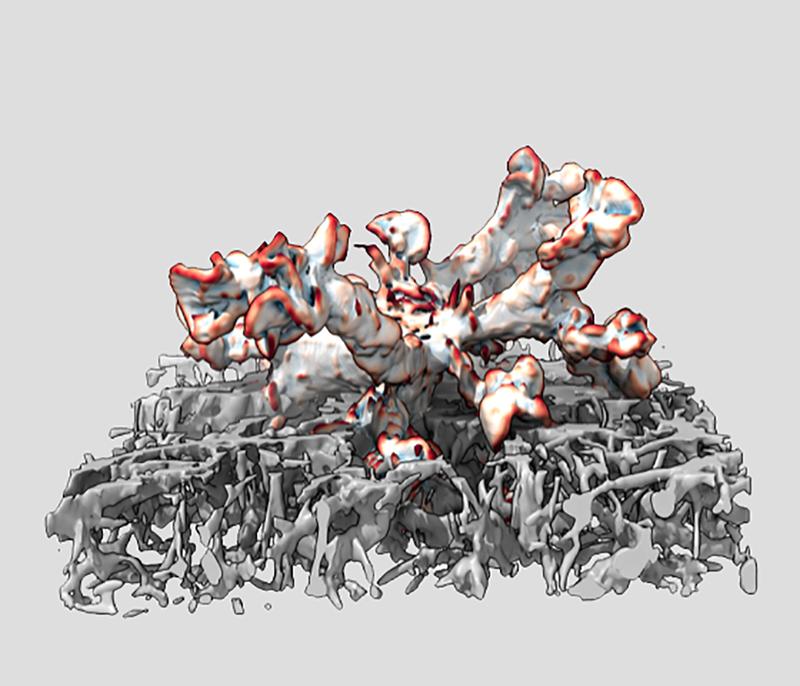 Ein Leukozyt eingebettet in ein 3D-Kollagennetzwerk, visualisiert mittels Lichtblattmikroskopie. 