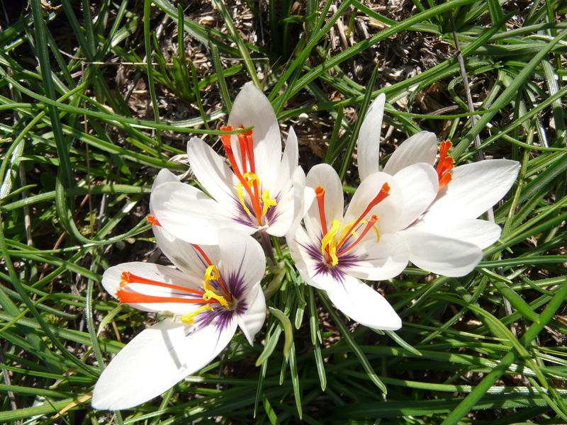 Crocus cartwrightianus 