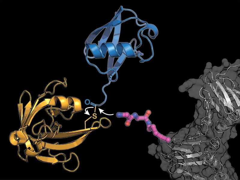 In ein zelluläres Protein (grau) bauten die Forschenden einen modifizierten Lysin-Aminosäurebaustein ein (pink), auf den das bakterielle Enzym Sortase (gelb) ein Ubiquitin-Molekül (blau) überträgt. 