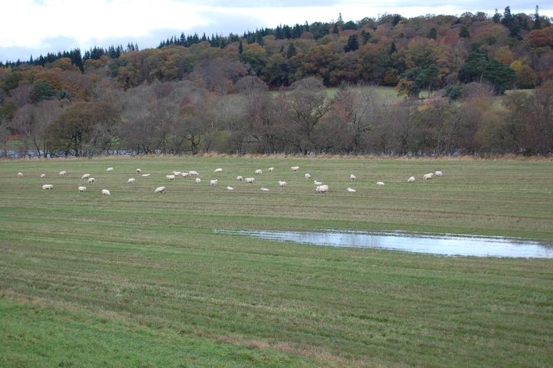 Nutztierhaltungen sind ein Eintragspfad von fäkalen Keimen in Landschaften und Gewässer.