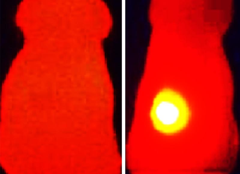 Infrarot-Wärmebild (rechts): Maus, die mit OMVs mit Melanin behandelt wurde. Tumor (gelb) zeigt Temperaturerhöhung nach Laserbestrahlung. Linke Seite: Maus mit OMVs ohne Melanin behandelt
