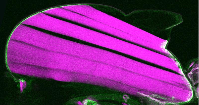 Längsschnitt durch den Oberkörper einer Fruchtfliege, die einen eingebauten Kraftsensor im Talin-Protein hat. Der Kraftsensor an den Muskel-Sehnen-Verknüpfungen ist grün und die Flugmuskeln magenta. 