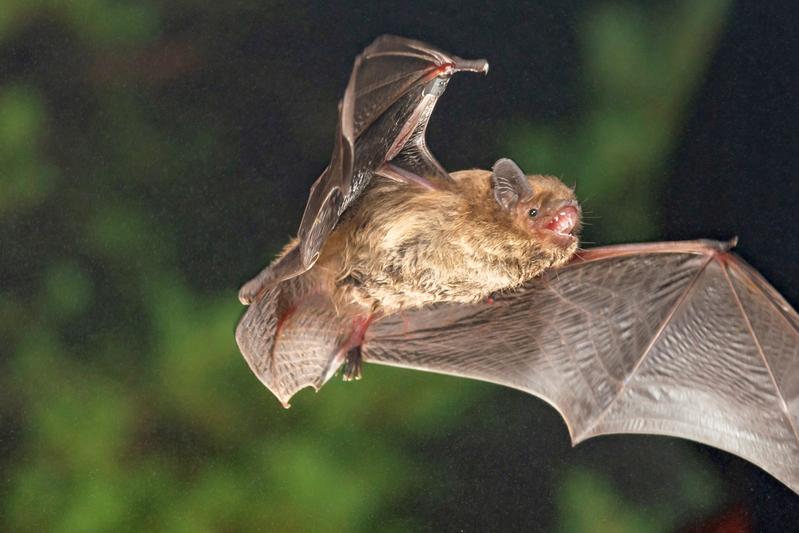 Mückenfledermaus (Pipistrellus pygmaeus)