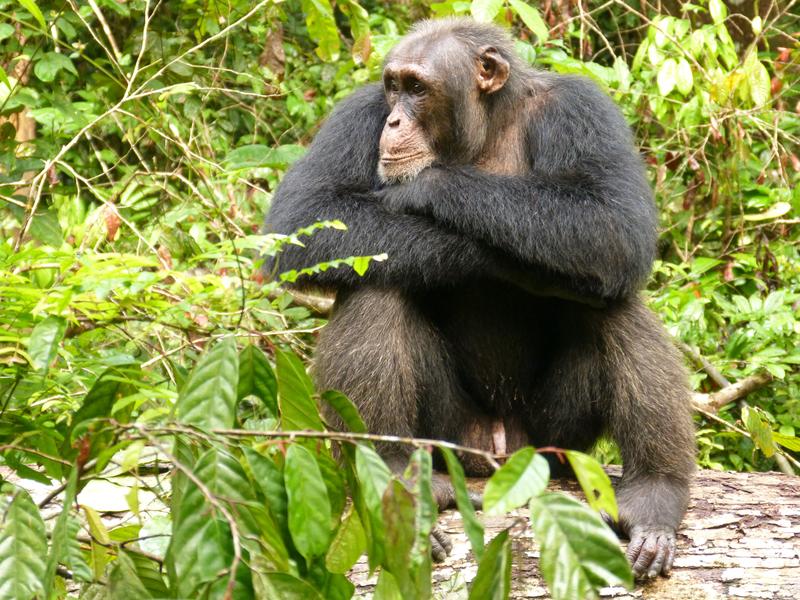 Um die Eskalation von Konflikten zu vermeiden und den Gruppenzusammenhalt zu fördern, vermeiden männliche Schimpansen in Zeiten sozialer Instabilität aggressive Handlungen. 