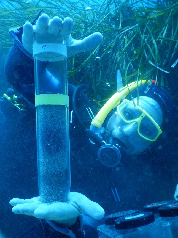 Harald Gruber-Vodicka vom Bremer Max-Planck-Institut bei der Feldarbeit. In Seegraswiesen vor der Mittelmeerinsel Elba sammelten die ForscherInnen solche sogenannten Sedimentkerne.