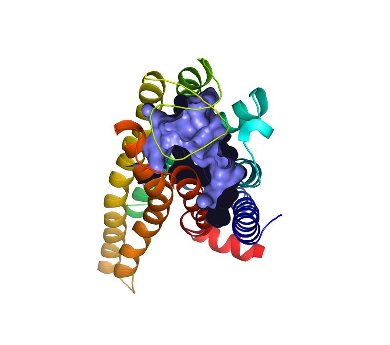 Modelldarstellung des Bitterrezeptors TAS2R7