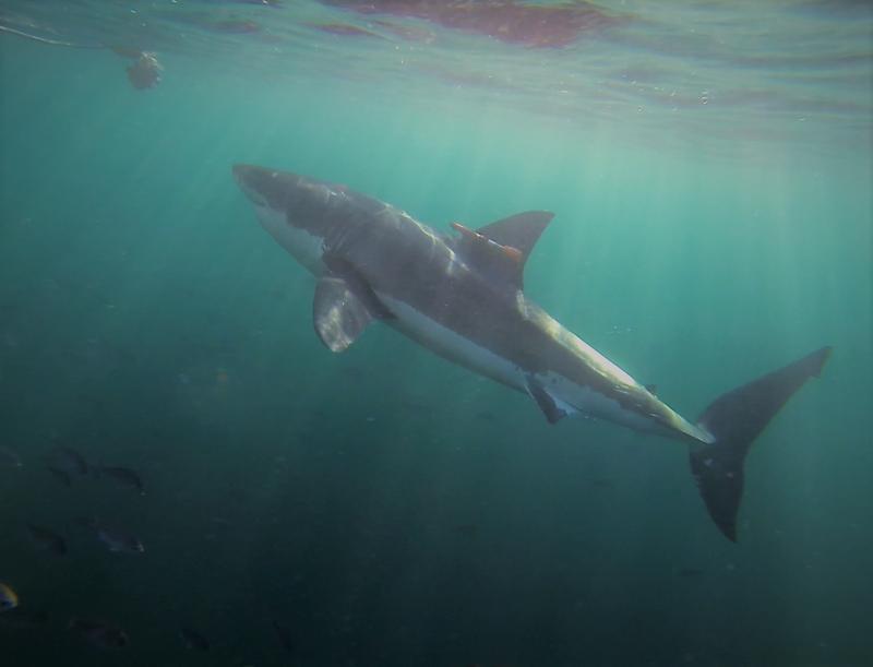 Weißer Hai mit einer an der Rückenflosse befestigten Kamera. Die Forscher haben das Tier mit einem Köder angelockt (links oben). 