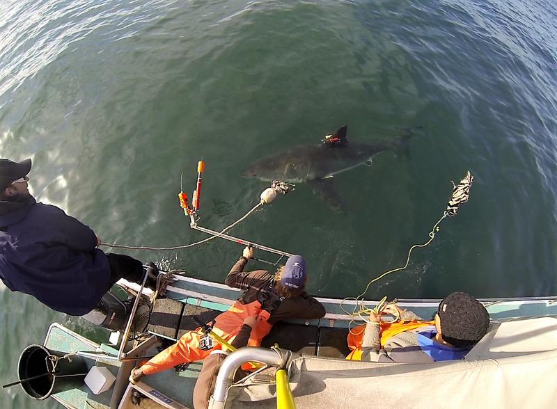 Wissenschaftler befestigen eine Kamera an der Rückenflosse eines Weißen Hais. Die Kameras mit eingebautem GPS-Sensor lösen sich nach wenigen Tagen wieder.