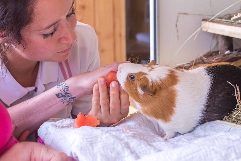 Die Anwesenheit von Tieren während einer Therapiesitzung wirkt sich positiv auf das Sozialverhalten von Patienten mit Schädel-Hirn-Trauma aus.