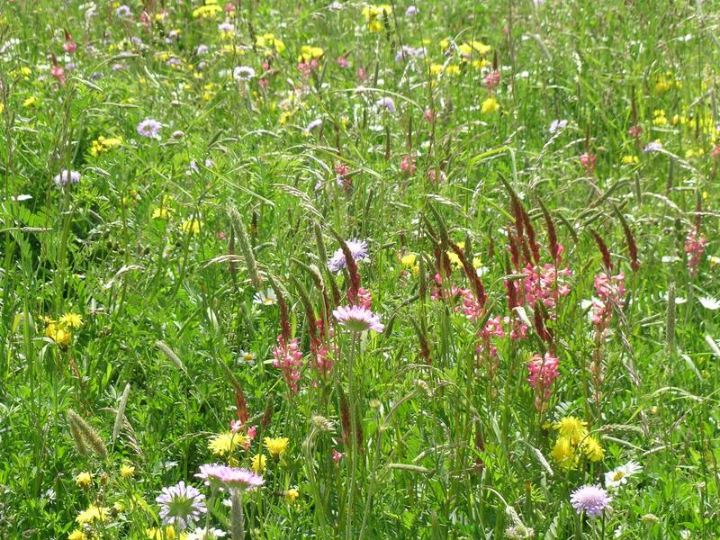 Strukturvielfalt in der Wiese (z. B. hohe und niedrige Pflanzen) beeinflusst die Vielfalt der dort lebenden Insekten.