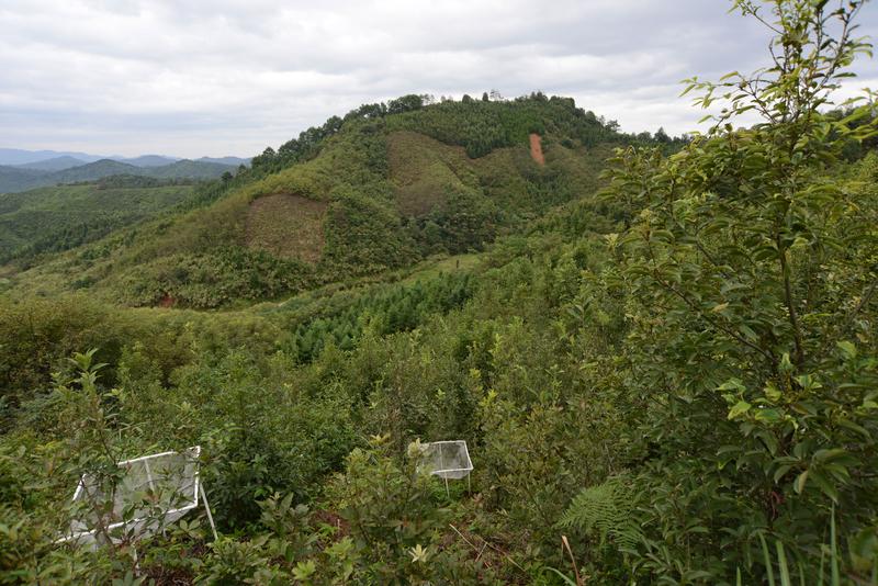 In the BEF-China experiment, tree species richness varies across different subplots.