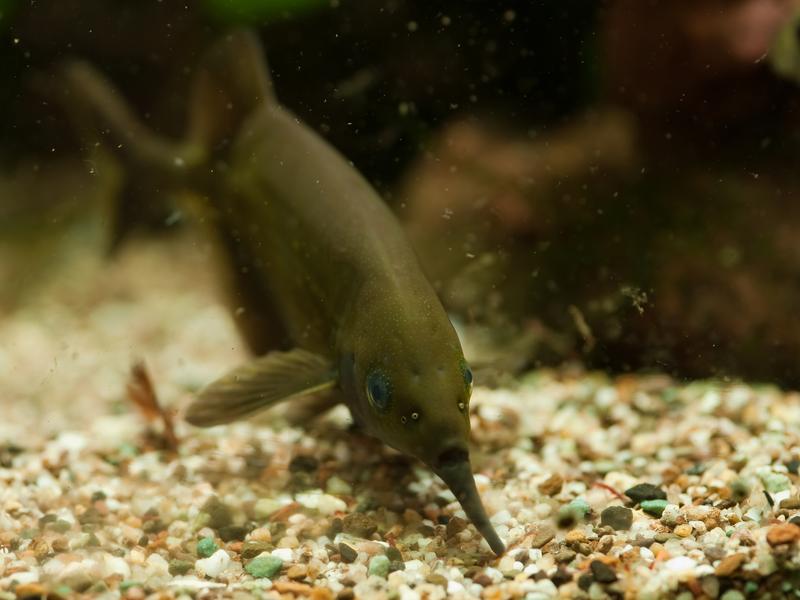 Schwach elektrischer Elefantenrüsselfisch (Gnathonemus petersii) bei der Futtersuche. 