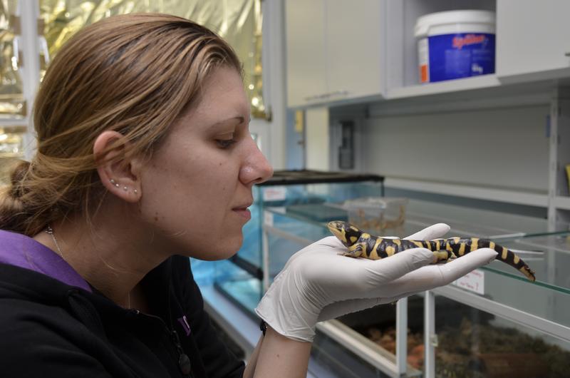 Dr. Sarah Strauß ermöglicht Jugendlichen mit Hilfe von Spinnen und Amphibien Einblicke in die Wissenschaft.