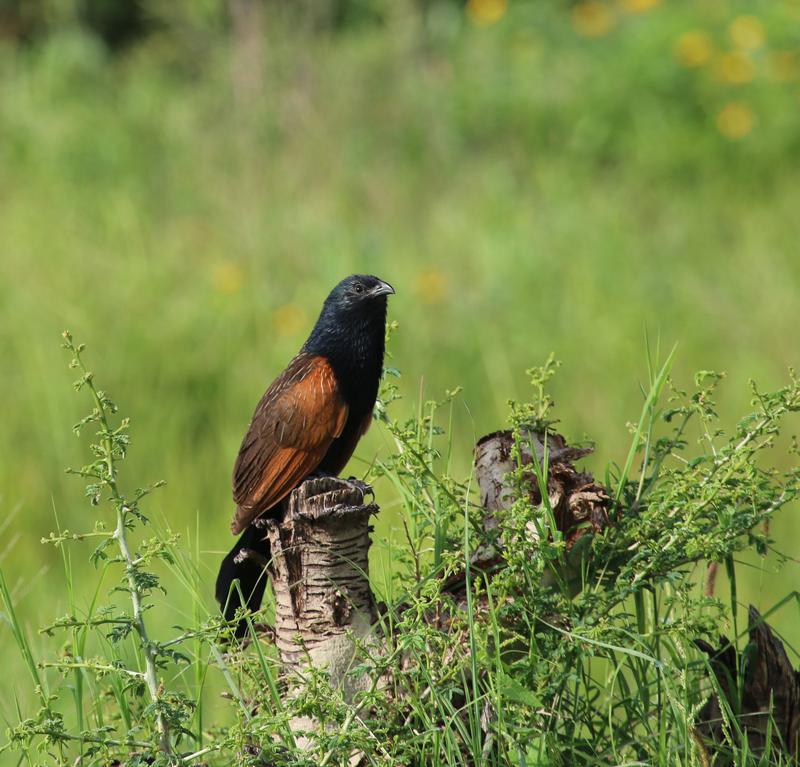 Female black coucals defend large territories with up to five males. The males raise the young without help from the female. 