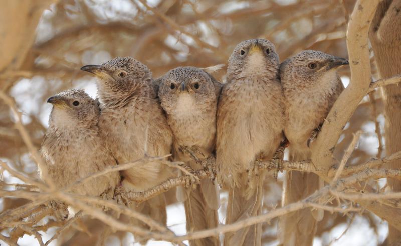   Graudrosslinge sind kooperativ brütende Vögel, die in Wüstenhabitaten auf der Arabischen Halbinsel heimisch sind. 