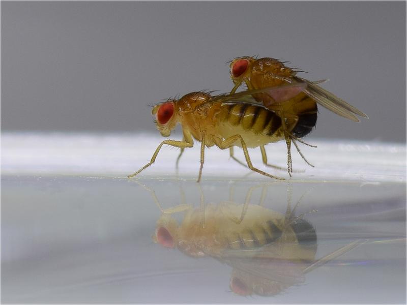 Fruit flies of the species drosophila melanogaster during mating 