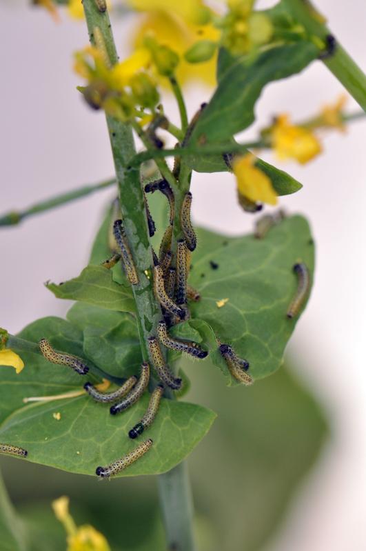 Raupenbefall beeinträchtigt bei Rübsenkohl die Evolution attraktiverer Blüten.