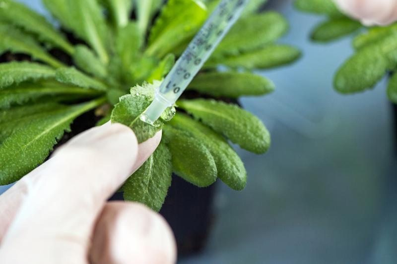 Blätter der Ackerschmalwand (arabidopsis thaliana) werden infiziert, indem eine Bakterien enthaltende Lösung aufgepresst wird. 