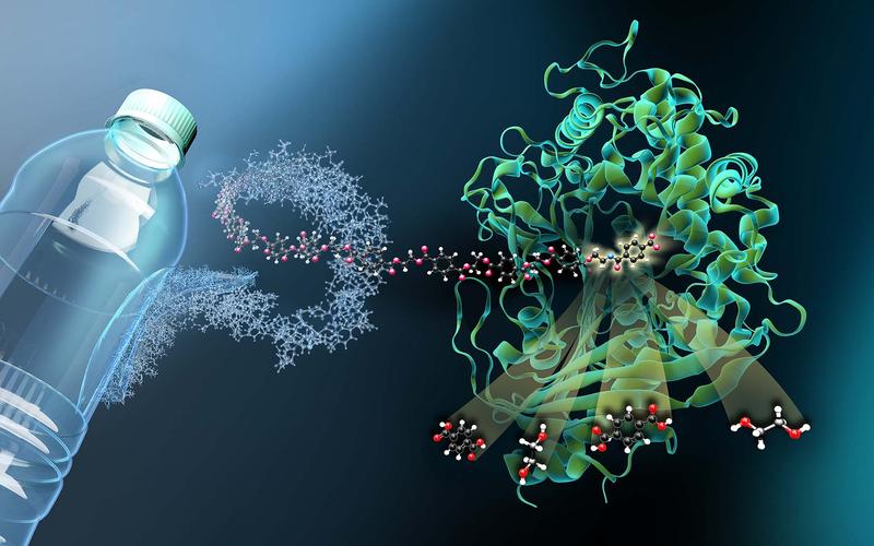 The enzyme MHETase ia a large complex folded molecule. MHET molecules from PET plastic dock on to MHETase at certain locations and are then split into their building blocks. 