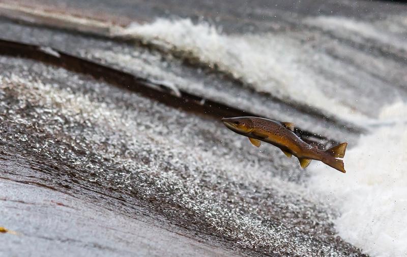 Der Lachs steht auf fast jeder Speisekarte, weil er schmeckt und gesund ist.