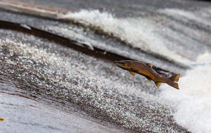 Der Lachs steht auf fast jeder Speisekarte, weil er schmeckt und gesund ist.