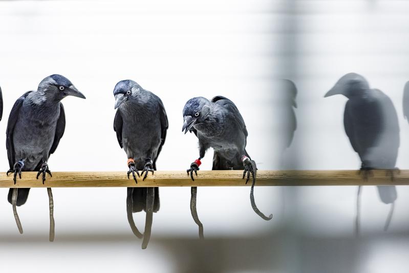  Krähenvögel sind zu erstaunlichen Gedächtnisleistungen imstande. In Verhaltensexperimenten erweisen sich die Vögel jedoch als exzentrische Versuchspartner.