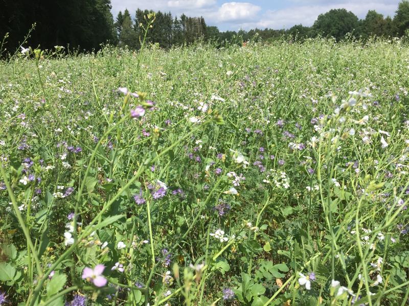 Zwischenfruchtanbau (Landkreis Celle) ist Teil der Diversifizierung in der Landwirtschaft. 