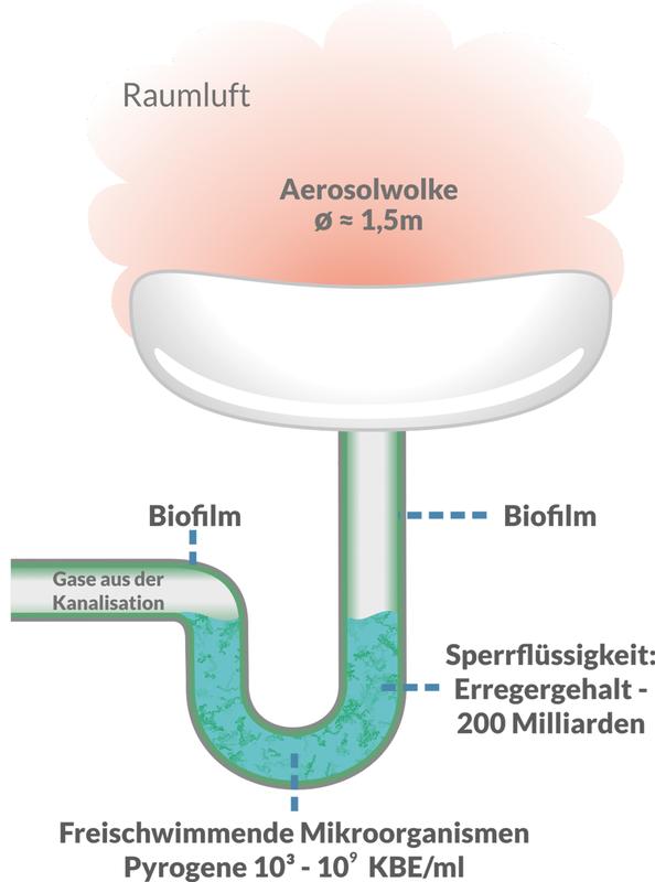 Schematische Darstellung des bakteriellen Problembereich Waschbecken/Siphon