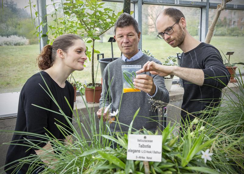 Professor Stefan Porembski (Bildmitte) betrachtet in den Gewächshäusern des Botanischen Gartens mit den Promotionsstudenten Julius Köhler und Juliane Rexroth sogenannte Austrocknungspflanzen. 