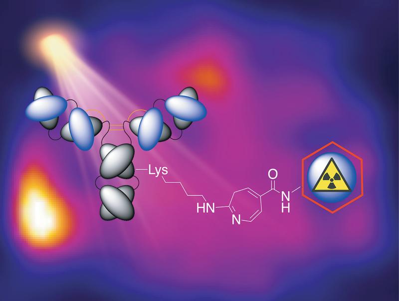     Photoradiolabelling     Using UV light, radiolabelled antibodies can be produced in just 15 minutes.