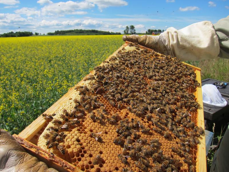 Überprüfung der Volksstärke der Honigbienen neben einem Rapsfeld. Die anfangs 96 Völker wurden von einem professionellen Imker gestellt und danach immer von derselben Person inspiziert.