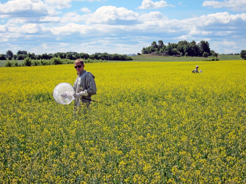 Wildbienenmonitoring während der Projektdurchführung in einem Rapsfeld.