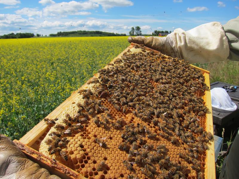 Checking the colony strength of honey bees next to a rape field. The initially 96 colonies were provided by a professional beekeeper and then always inspected by the same person.