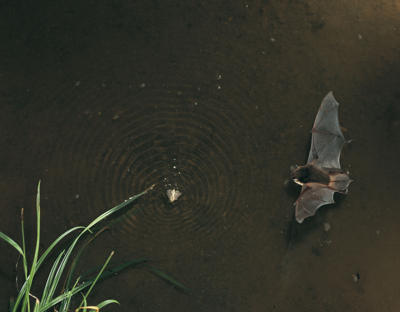 Daubenton’s bats hunt closely above water surfaces where they mostly snatch up creepy-crawlies, but they don't spurn the occasional small fish either. 