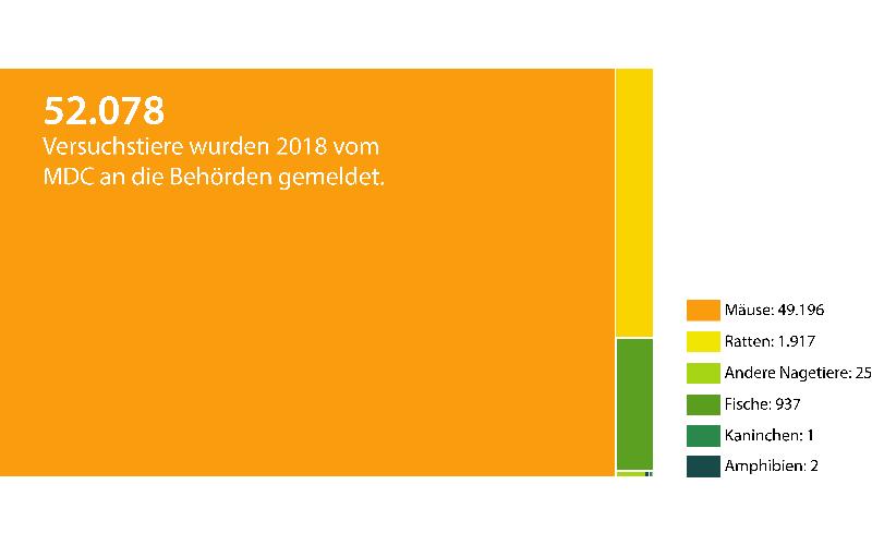 Für das Jahr 2018 hat das MDC 52.078 Versuchstiere den Behörden gemeldet.