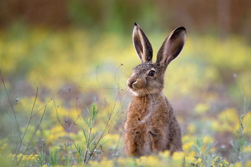 European brown hare (Lepus europaeus) © Tatiana AdobeStock