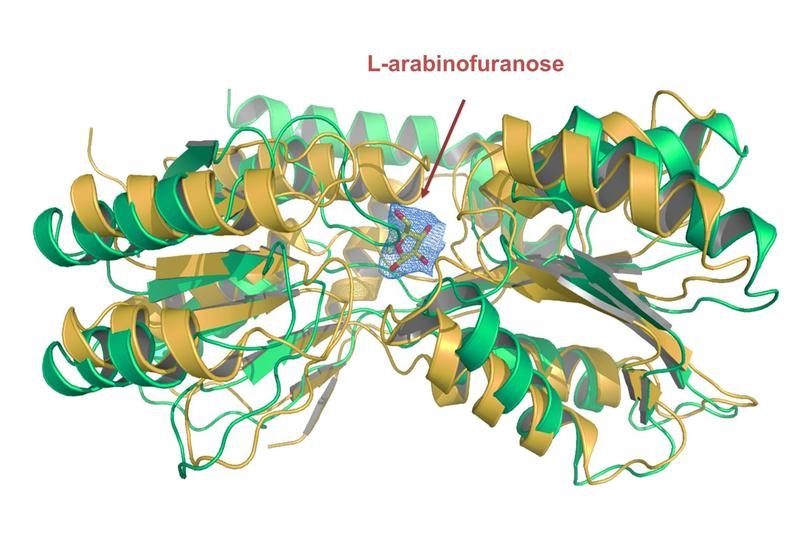  The crystal structure of the transport protein’s substrate binding domain, which is responsible for absorbing the nutrient L-arabinofuranose. 