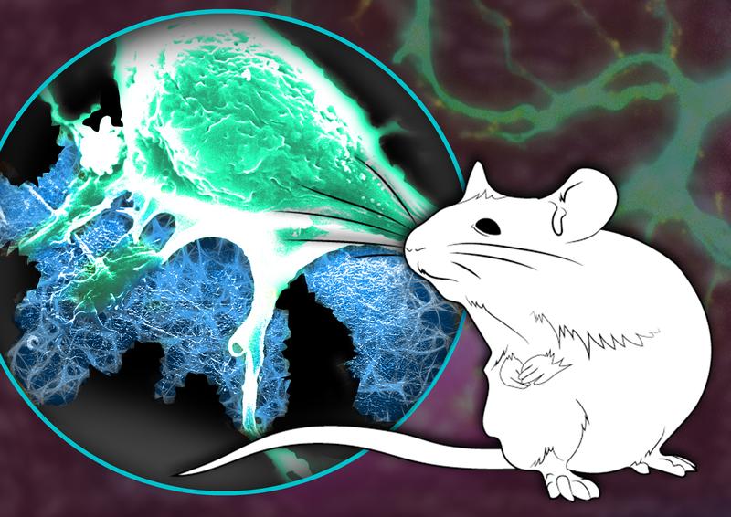 Nerve cells (green) can grow and adhere to a stable bionetwork (blue) in order to support the healing of a severed nerve.