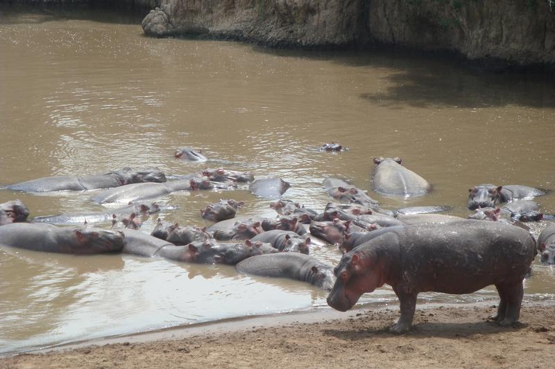 Nilpferde, die den Tag gemeinsam in einem ruhigen Abschnitt des Mara River in Kenia verbringen.