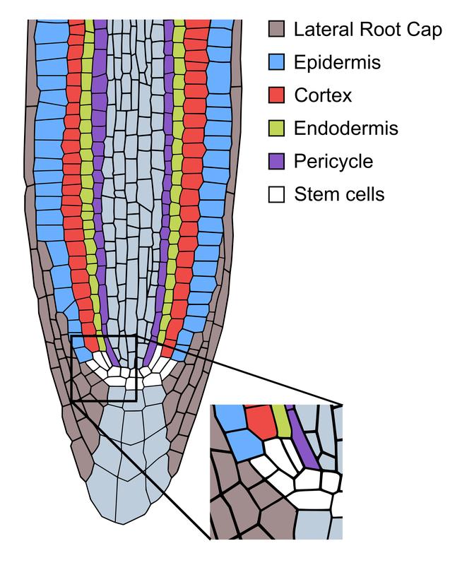 Die unterschiedlichen Zelltypen einer Wurzelspitze teilen sich fortwährend und stammen von einigen wenigen Stammzellen in der Stammzellnische am untersten Ende der Wurzelspitze ab (weiße Zellen). 