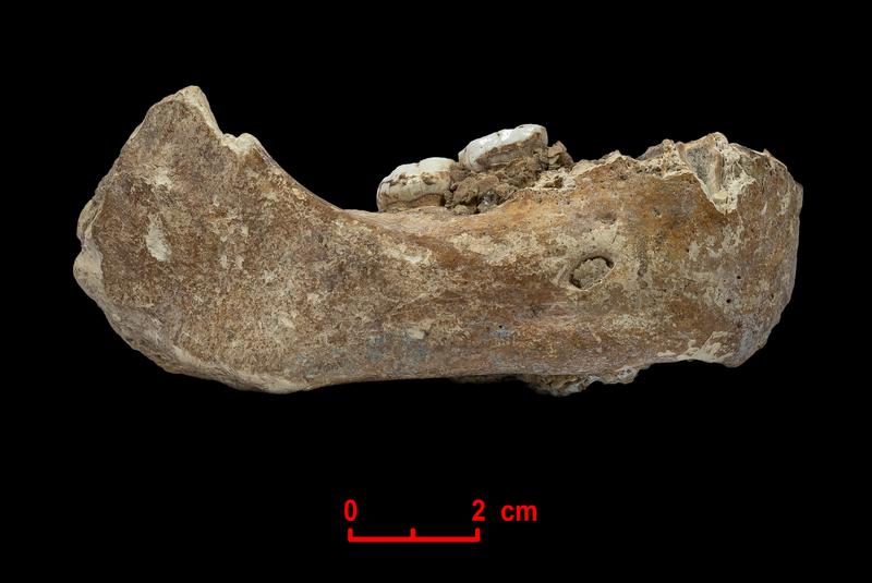 Der Xiahe-Unterkiefer, von dem nur die rechte Hälfte erhalten ist, wurde 1980 in der Baishiya Karst Höhle gefunden. 