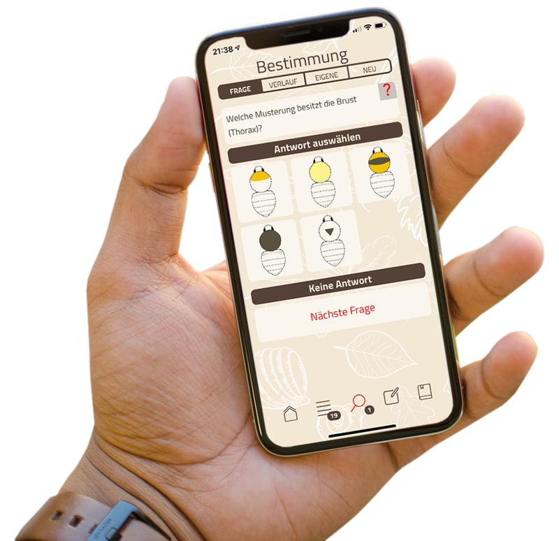 Mithilfe von Fragen und Bildern können auch Laien Hummeln bestimmen.