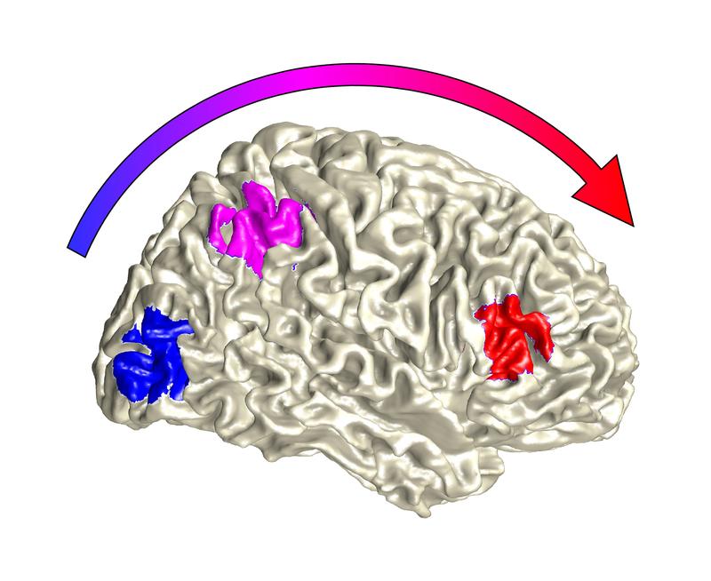 Illustration der Verarbeitung von Sinnesreizen im Gehirn: Flexibilität wird erst auf einer höheren Verarbeitungsstufe verortet (rot).