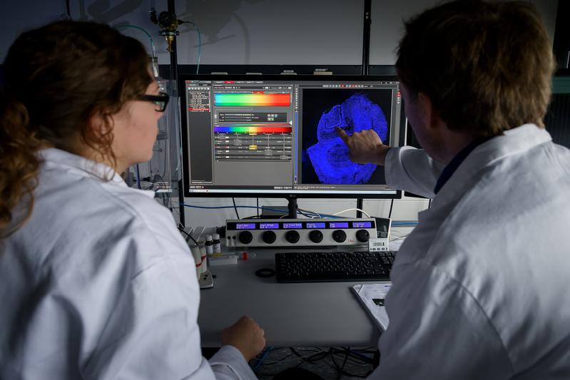  Sophia Meermeyer und Thorsten Müller untersuchen einen Gehirnschnitt aus dem menschlichen Hippocampus. Dieses Gewebe ist von Morbus Alzheimer mit am ehesten betroffen.