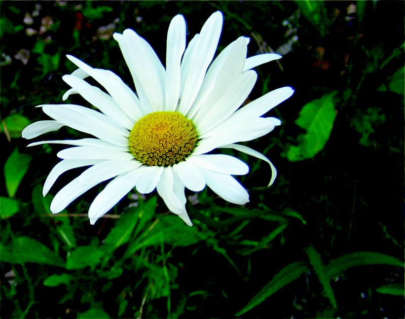 Die Gattung Leucanthemum (Europäische Margeriten) baute in den letzten 1,6 Millionen Jahren einen umfangreichen Polyploidkomplex auf.